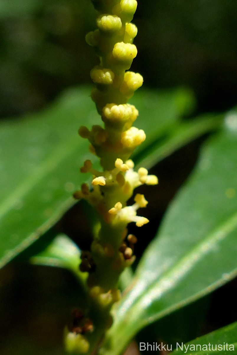 Excoecaria oppositifolia Griff.